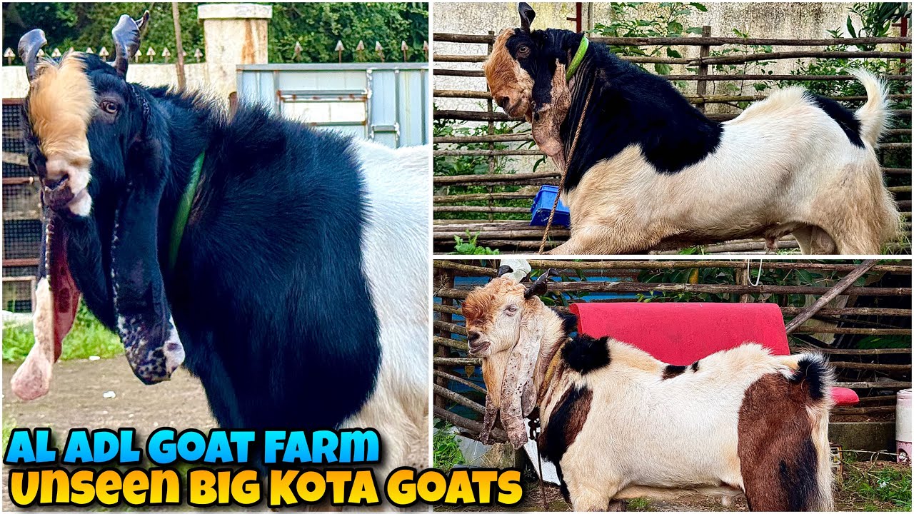 Козы Кота ВЫСШЕГО КАЧЕСТВА с козьей фермы AL ADL🤩 UNSEEN Козы Кота в Бхиванди Махаполи