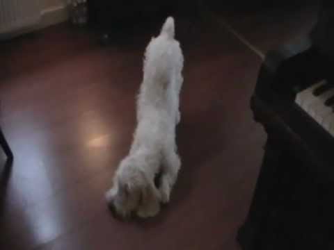 Petit Basset Griffon Vendeen Manou joelen