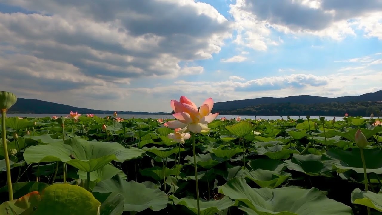 Meditation Relaxing Sleep, Positive Energy and Stress Relief