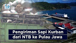 Pengiriman Sapi Kurban dari NTB ke Pulau Jawa Lewat Pelabuhan Gili Mas