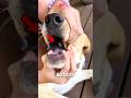 What Did This Dog Swallow? 😳 #shortsfeed #viral