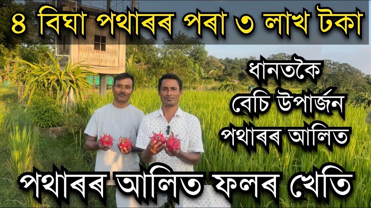 পথাৰৰ ধানতকৈ বেচি উপাৰ্জন আলি কেইটাত।৪ বিঘা পথাৰৰ পৰা ৩ লাখ টকা।Dragon fruit farming in Paddy field 