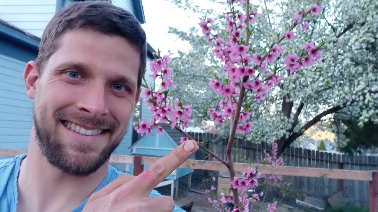 Which peach tree varieties are best to plant together?