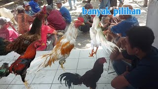 Spesial Ayam Bagus Pasar Gawok Sukoharjo Hari Jum,At Ponbanyak Pilihan Ayam Dan Sangat Lengkap