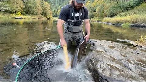 HOW TO properly BONK and BLEED a Salmon/Steelhead/Trout