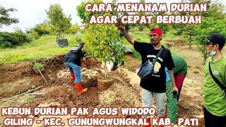 Cara menanam durian agar cepat berbuah lebat | Kebun durian Pak Agus Widodo