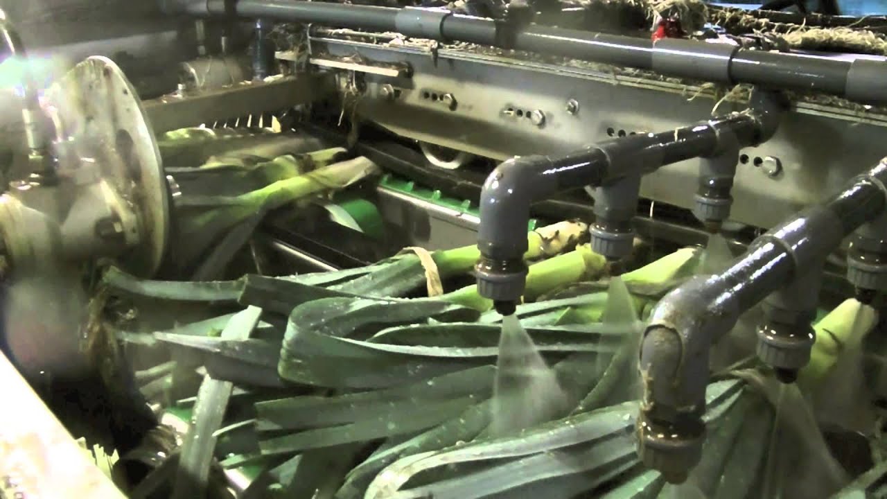 Leek washing cutting machine with new cutting system Christiaens - YouTube