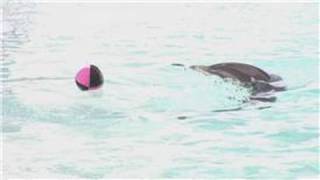 Dolphin Facts : Are Dolphins Smarter Than Humans?