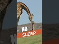 Giraffes only need 5 to 30 minutes of sleep in a 24-hour period! |SDZ Safari Park #shorts