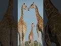 Giraffes only need 5 to 30 minutes of sleep in a 24-hour period! |SDZ Safari Park #shorts