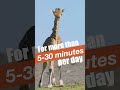 Giraffes only need 5 to 30 minutes of sleep in a 24-hour period! |SDZ Safari Park #shorts