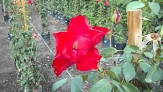Dublin Bay Climbing Rose.AVI