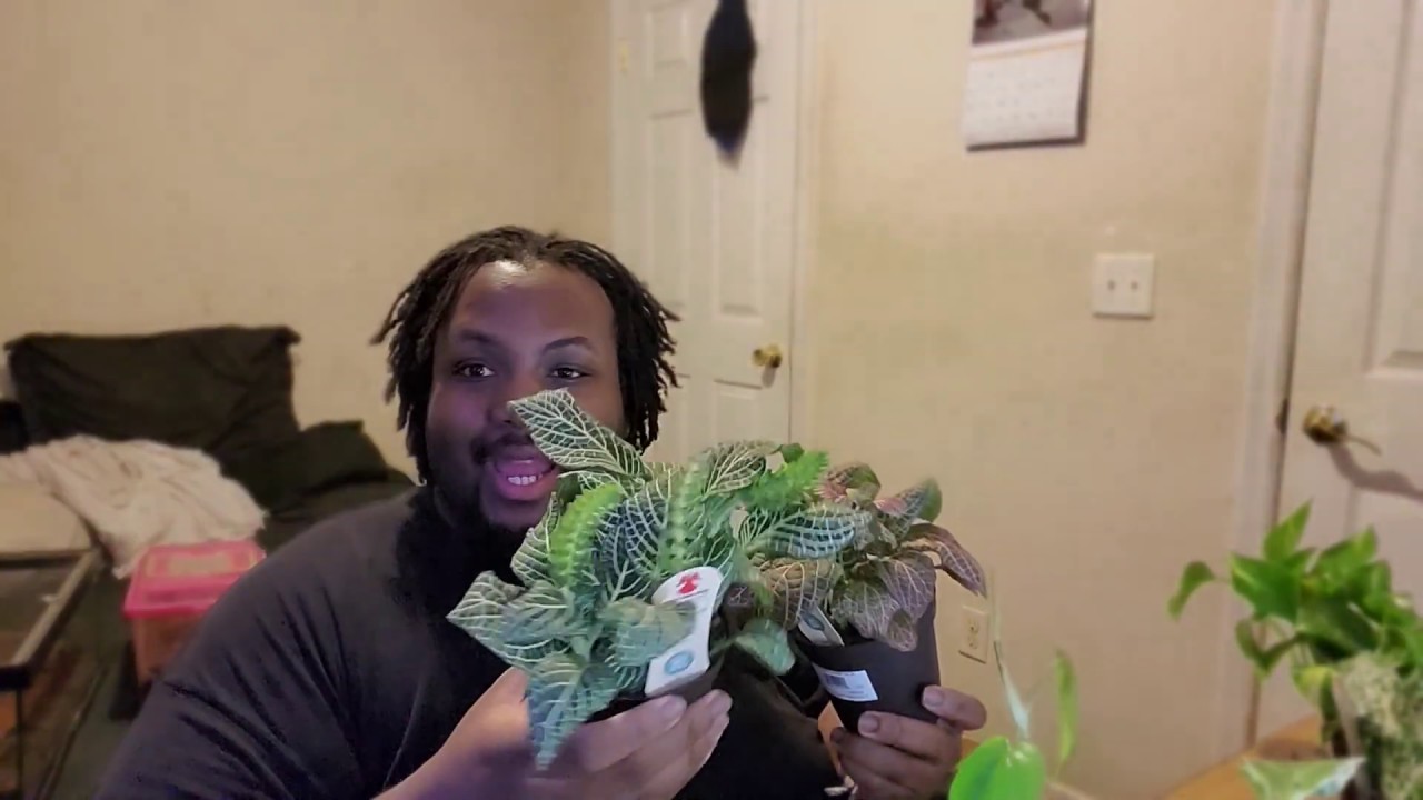 Beginner Houseplants Chronicles of a rookie houseplants keeper & plant