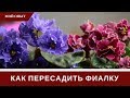 Как Пересадить Фиалку + Отсадила Детку и Листик