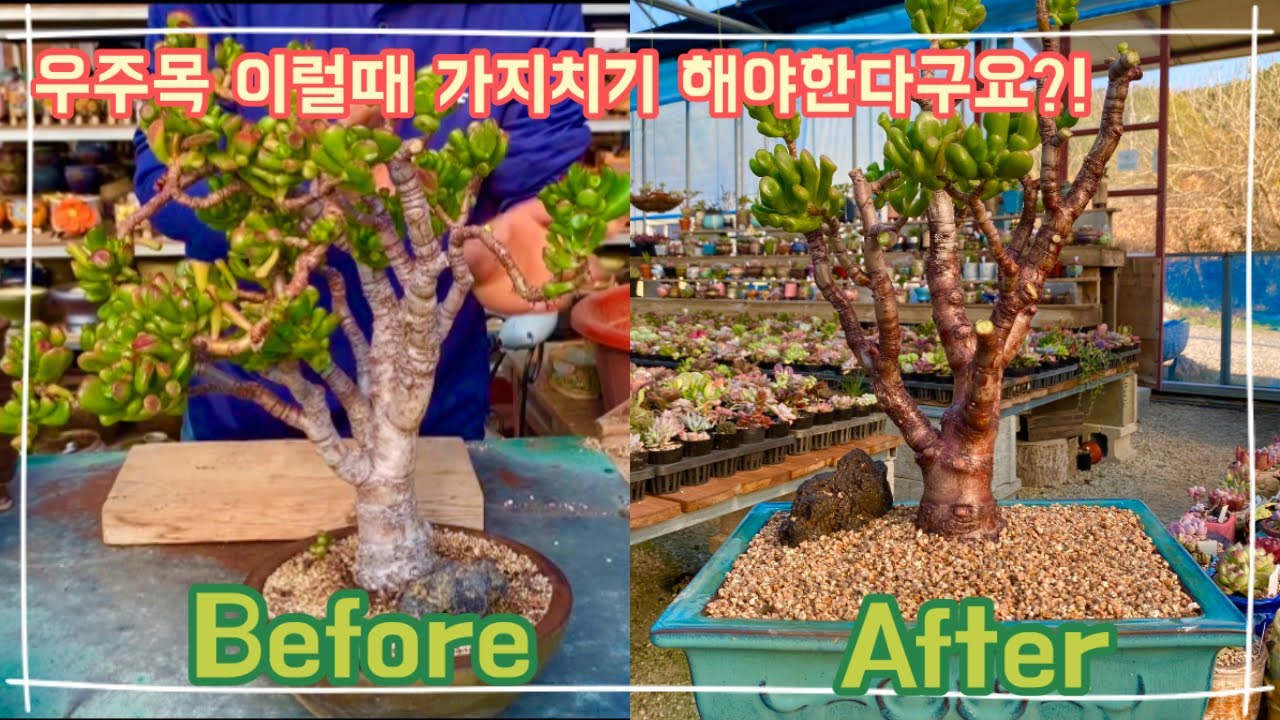 이럴땐 가지치기를 해줘야 한다구요 ?!  우주목(Crassula ovata 'Golum') 예쁜 수형잡기 !!