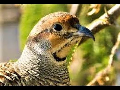 Gray francolin call 