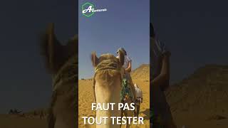 À dos de chameau en Égypte 🐪😂