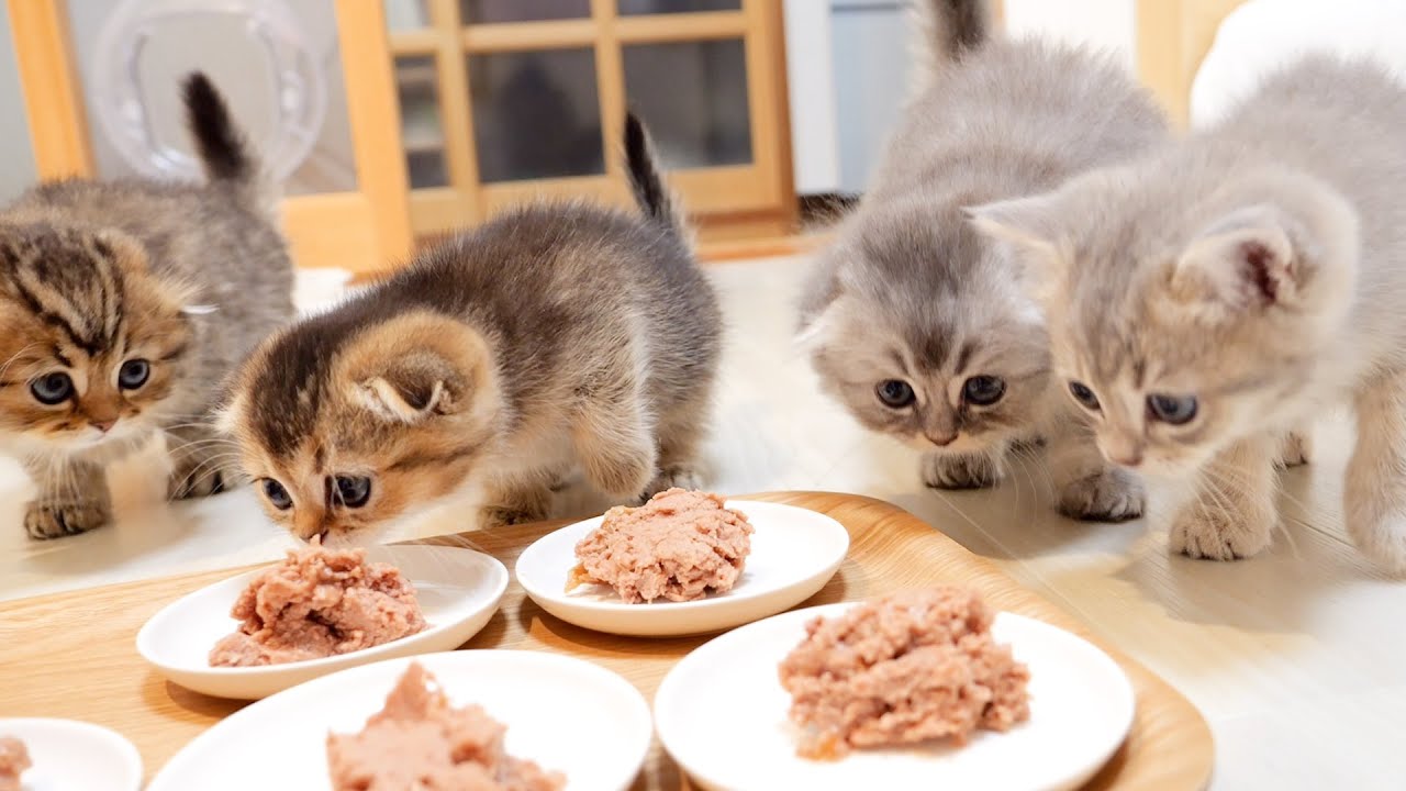 Эта кошечка такая милая и удивленная, что ей дали вдвое больше еды.