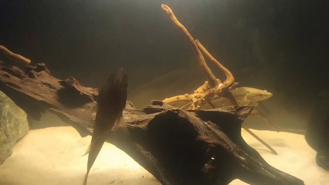 Butis Melanostigma feeding 2