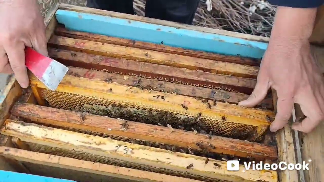 Наслли оила ва трутень оилани кучайтириш . 13.02.2026