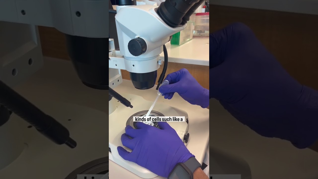 What is Regeneration?