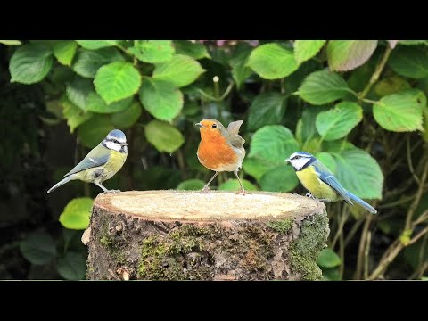 Birds in 4K ~ Robin, Blue Tit and More LIttle Birds - Birds in 4K ~ Robin, Blue Tit and More LIttle Birds