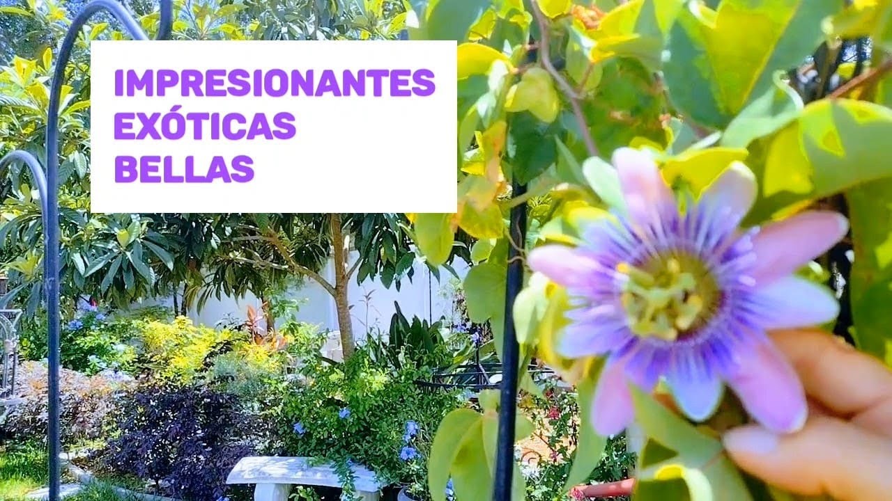 Las Especies de Plantas Más Extrañas e Impresionantes Exoticas. - YouTube