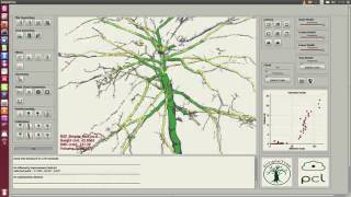 An advanced modelling of a tropical evergreen butress tree with a lot of occlusion in the cloud