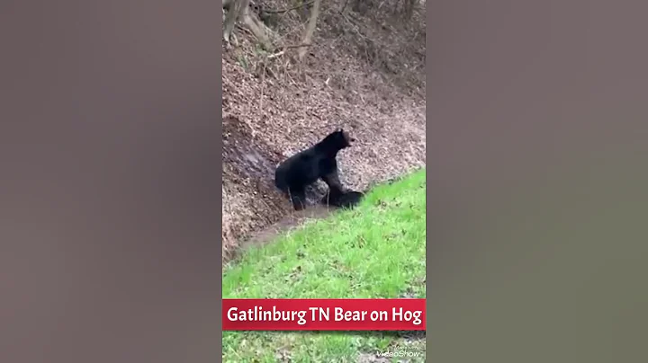 Bear Attacks Hog Gatlinburg Tn March 23, 2020 film...