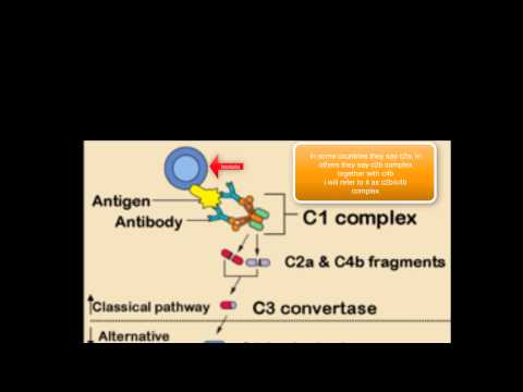 Complement system (Lectin pathway) - YouTube