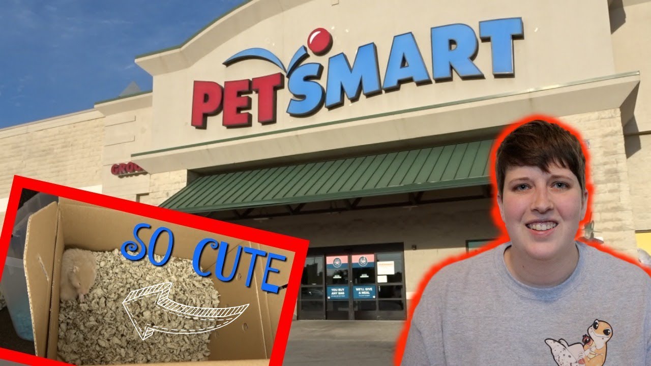 Adopting A Blind Hamster From Petsmart
