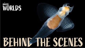 Microworlds: Plankton—Q&A