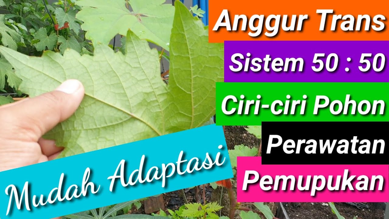 Anggur Transfiguration Sistem 50 50 Cara Perawatan, Pemupukan, dan Ciri-ciri Pohonnya #3