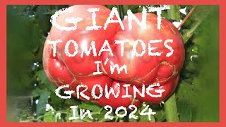 Giant Tomato Varieties I’m growing in 2024