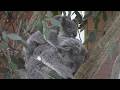 母親の背に乗るコアラの赤ちゃん「ヒヨリ」（埼玉県こども動物自然公園） Baby Koala