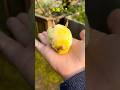 【鳥定期#59】なんか小さくてかわいいやつ #ペット #鳥 #インコ #かわいい