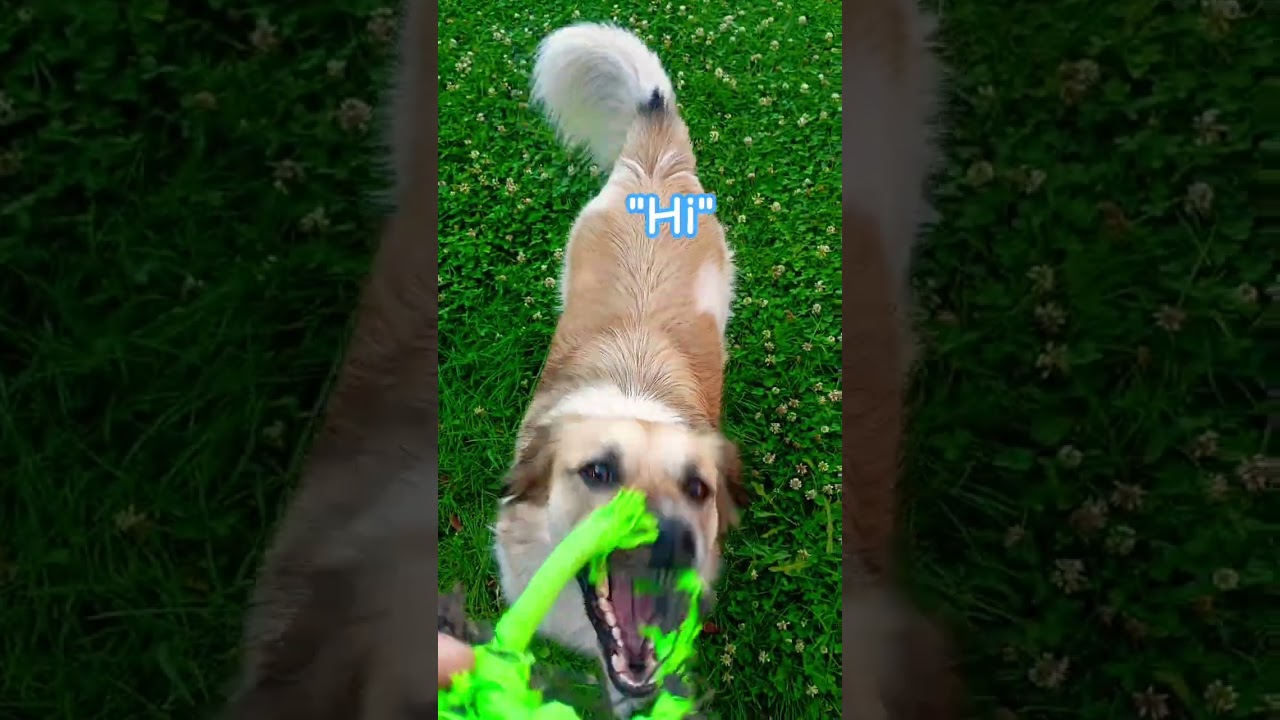 HiI39m Sad Dog Pets Puppy Dogs Dogshorts Cute Cutedog Ytshorts Shorts Viral - Video