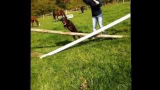 Fun With Ponies And My Puppy Jonah