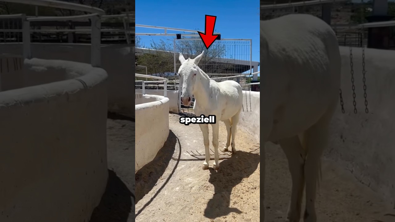 Dieses Pferd trickste alle aus… 😳 (@adrianamariaalonso)