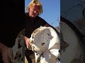 Es war einmal ein sehr Alter Elefant