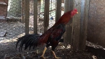 Qaib Thaib - 11/1/2017