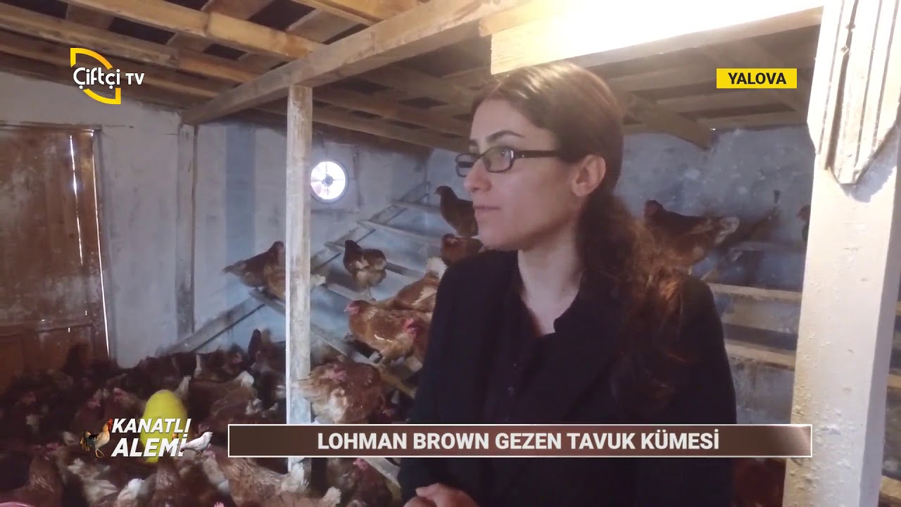 Lohman Brown Gezen Tavuk Yetiştiriciliği - KANATLI ALEMİ / Çiftçi TV