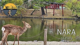 Exploring Nara Park U0026 Todaiji   Nara Japan  How I Met A City