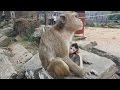 baby monkey with mom, monkey eating cake, monkey protects baby, monkey m...