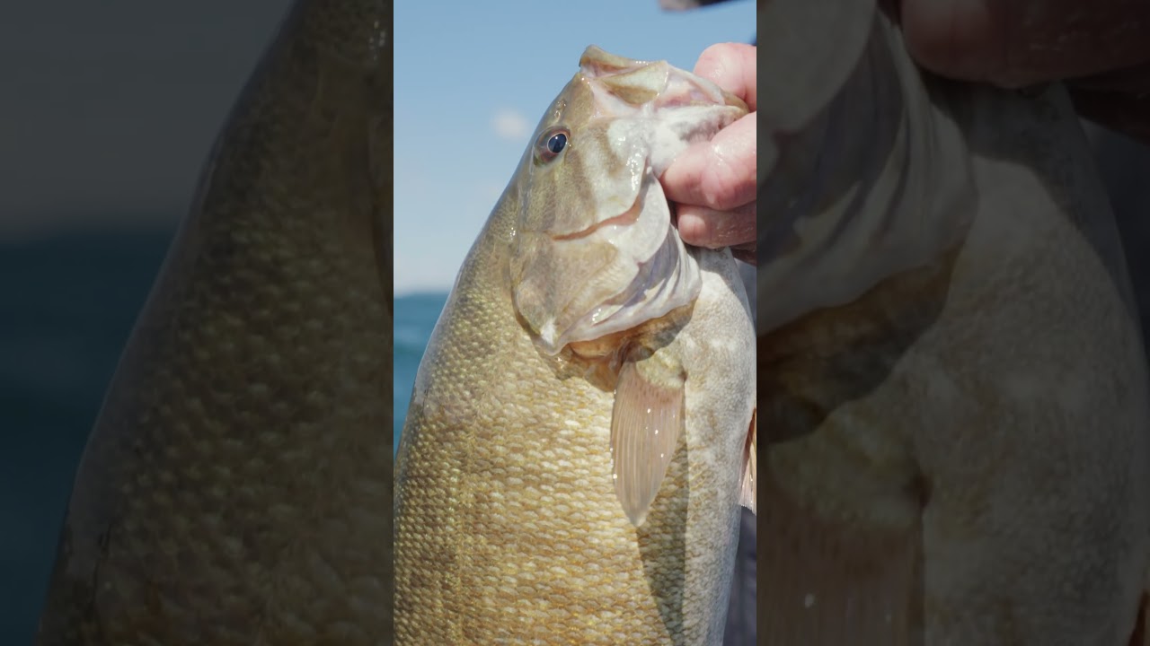 Big bass fishing Lake Erie with Kevin VanDam