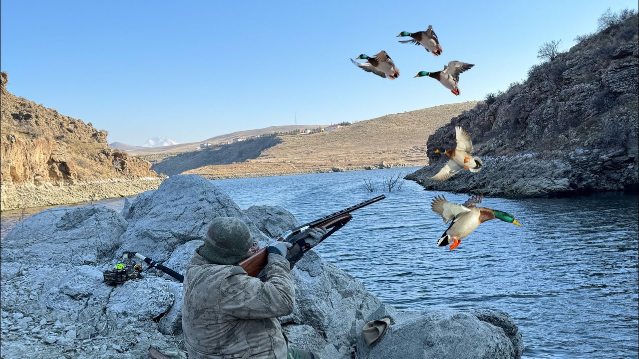 YEŞİLBAŞ KİRİK ÖRDEK AVI SABAH BEKİ VE AKŞAM BEKİ YEŞİLLER AKŞAM GELDİ /duck hunting / охота на уток