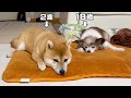 柴犬(2歳)と先住犬(18歳)の留守番をカメラで見守ったら愛が溢れてました