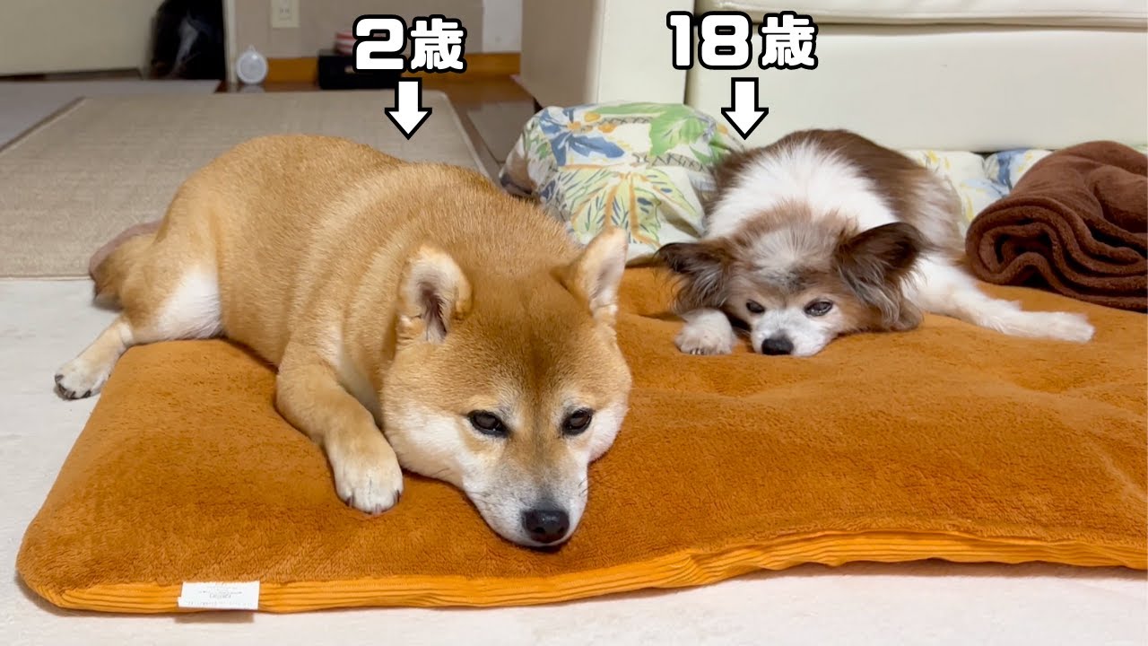 18歳シニア犬と2歳柴犬がはじめて一緒にお留守番してみたら…… 留守番