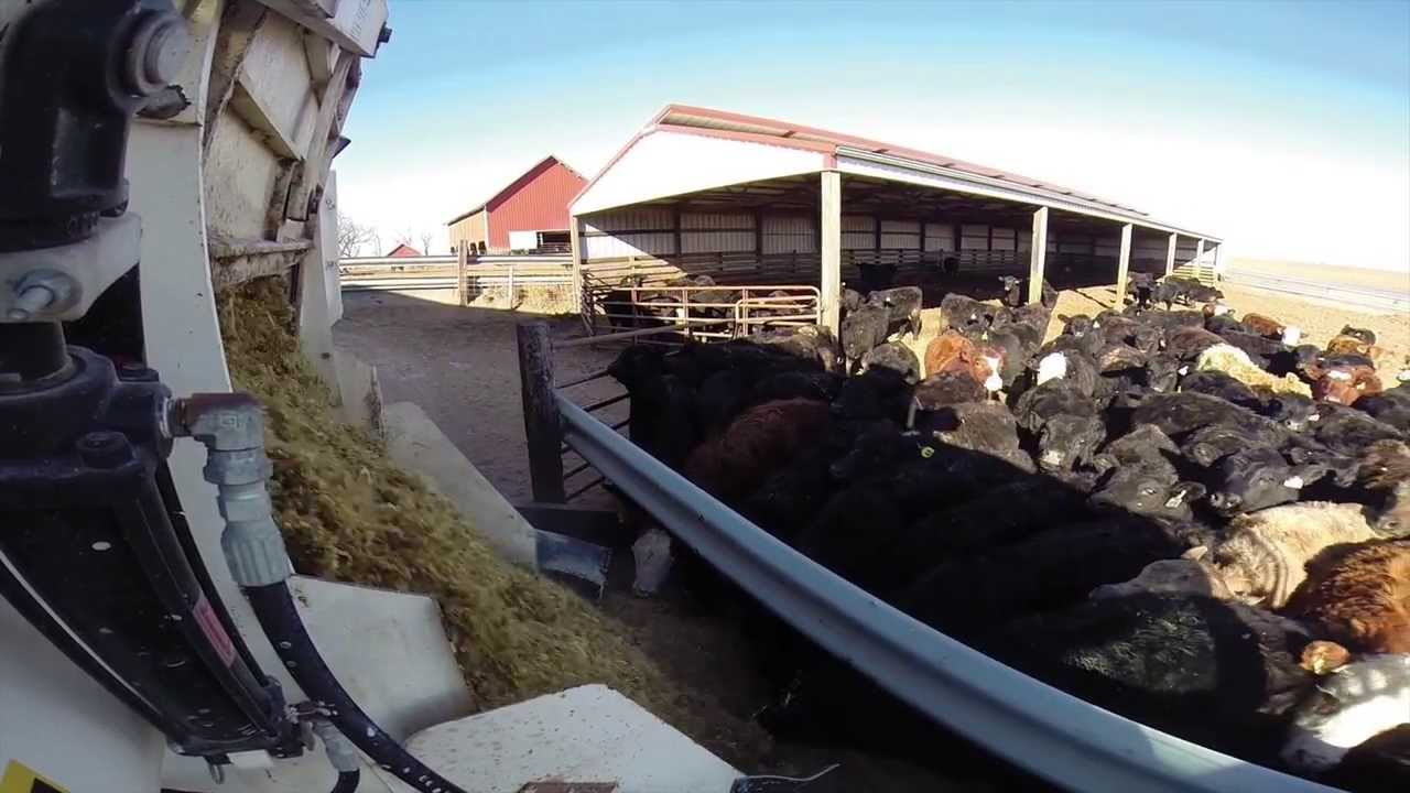 The Farm Experience Feeding Cattle YouTube