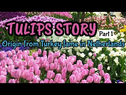 Video: Tanah Air Tulip: Sejarah Dan Negara Asal Bunga